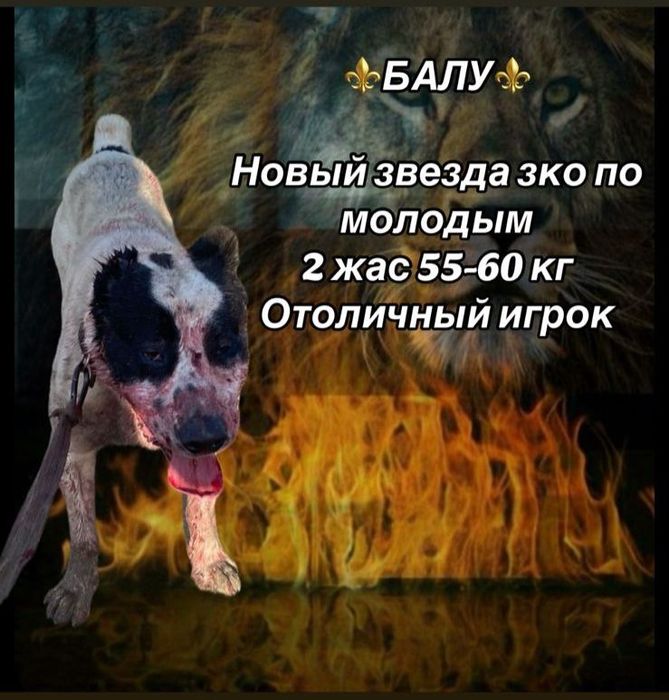 Пррдлооаеться кабель САО