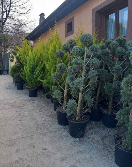Plante ornamentale ,gazon ,tuia,mesteacan