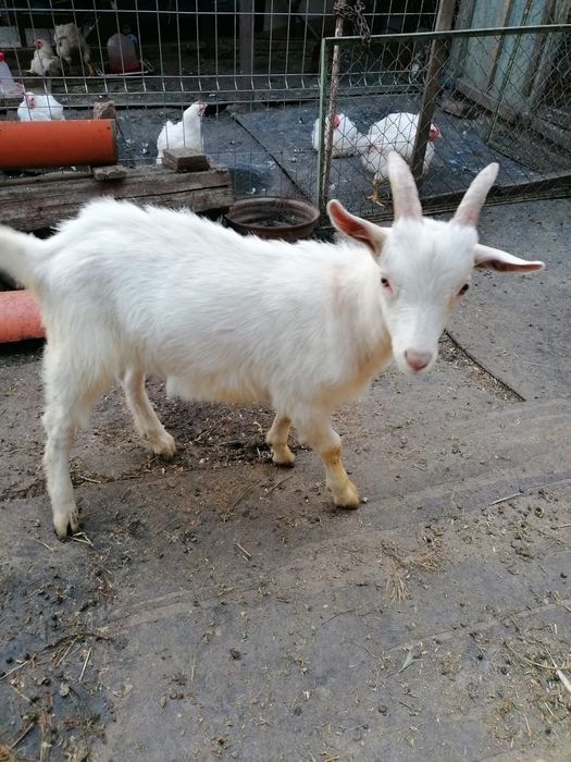 Vând țap si ieduțe