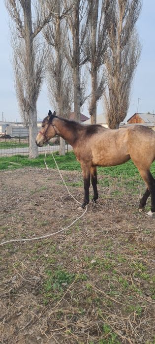 Продам    кобылу