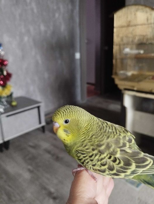 Птенец волнистых попугаев.