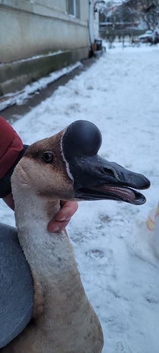 Gascan chinezesc castaniu 2024, gaste chinezesti