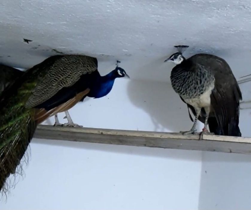 Индийский павлины .