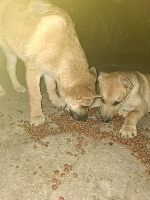 Căței metiși husky/malinois