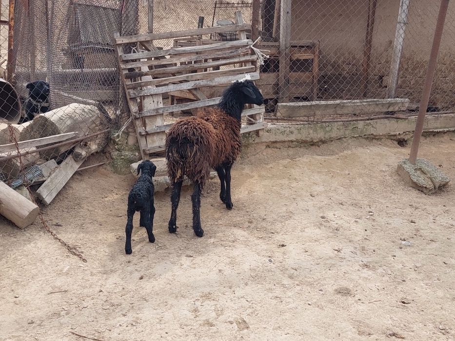 Жас қозылы қой сатылады