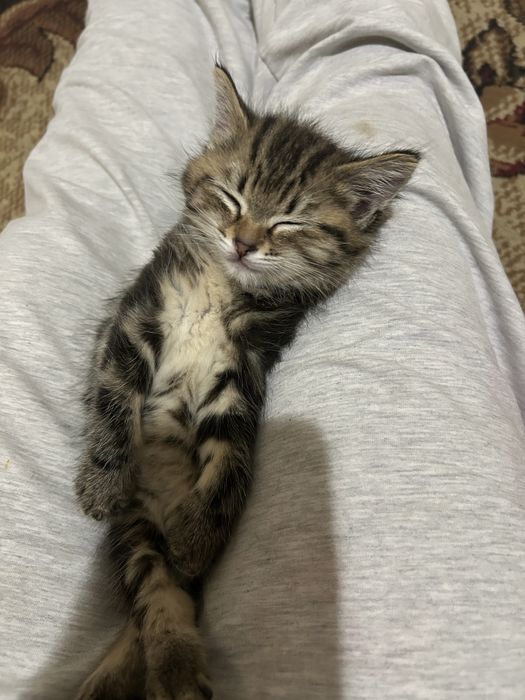 Пропал котёнок помогите найти