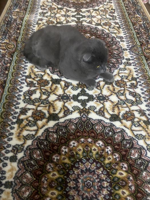 Мальчик спокойный с характером