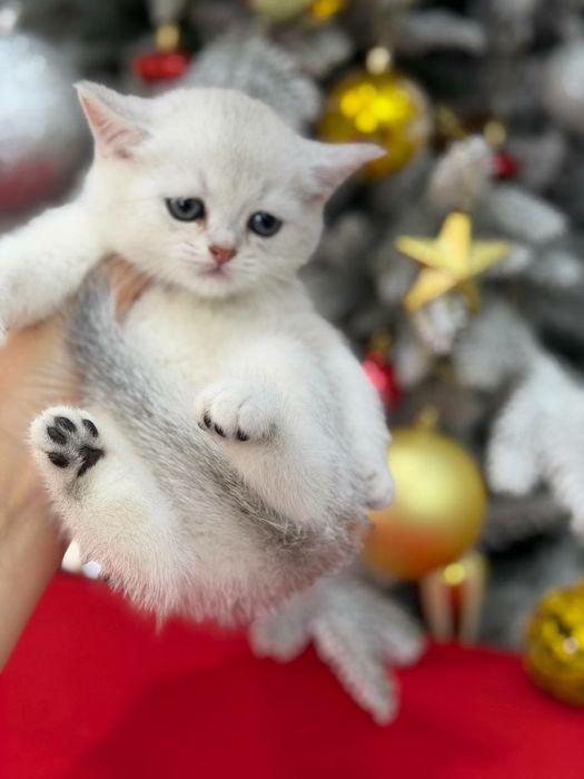 Мальчики чистокровные серебристая шиншилла