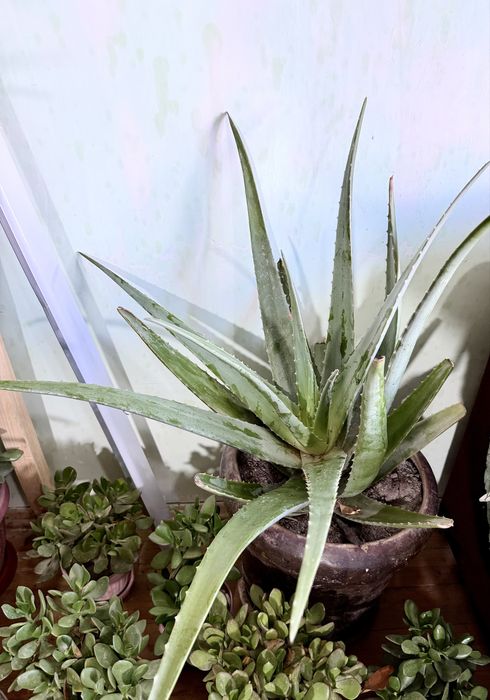 Алоэ вера — крупные и молодые растения в горшках. Aloe vera