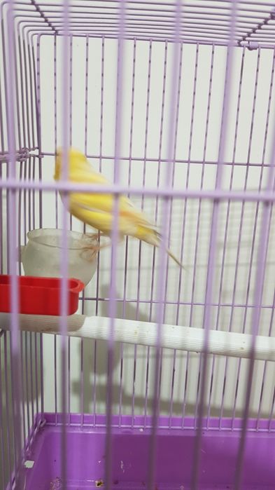 Хар хил турдаги канарейкалар