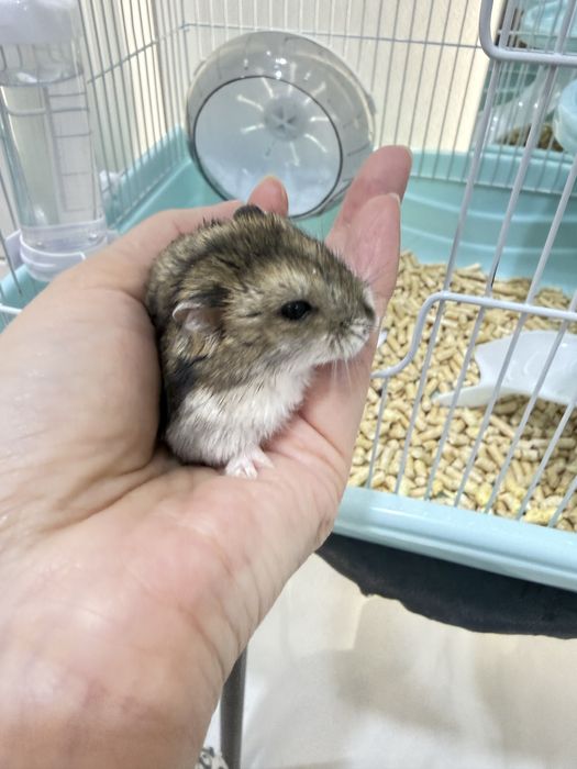 Хомяка с клеткой и кормом