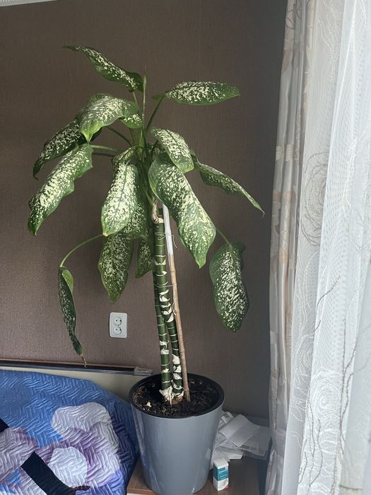 Диффенбахия каждая 10.000