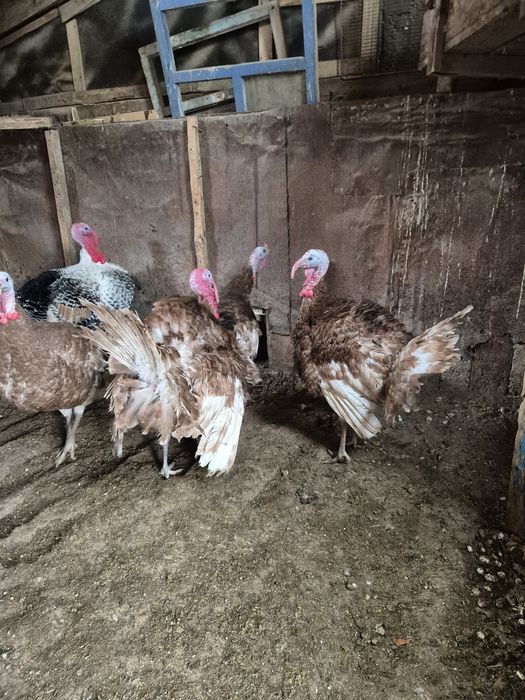 Индюки на племя узбекская палевая