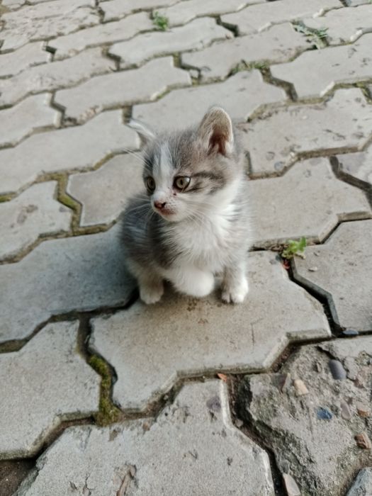 Отдам котёнка бесплатно