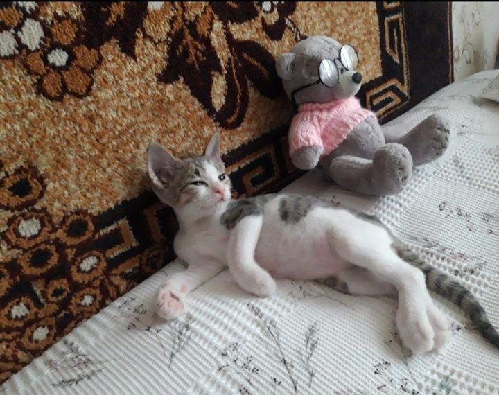 Котята в добрые руки.
