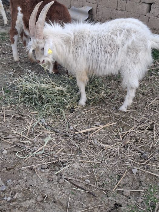 Сатылады Текелер