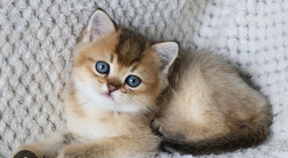 Продаётся шотландский котёнок Скотиш  Страйт.