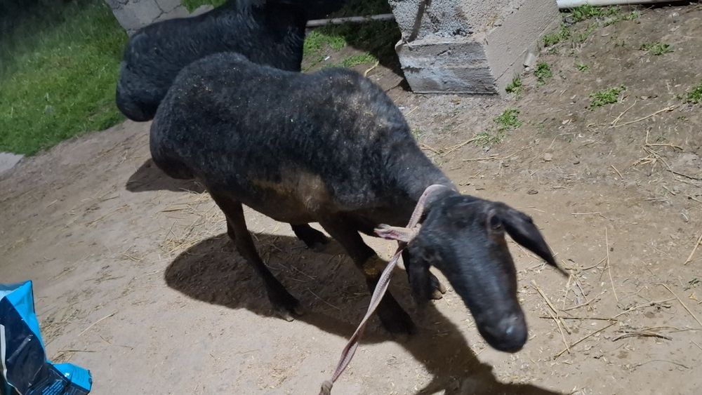 2ta urg‘ochi qoylar sotiladi