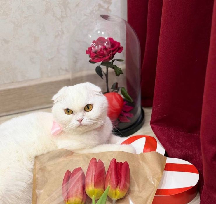 Продажа породистой кошки скотиш фолд