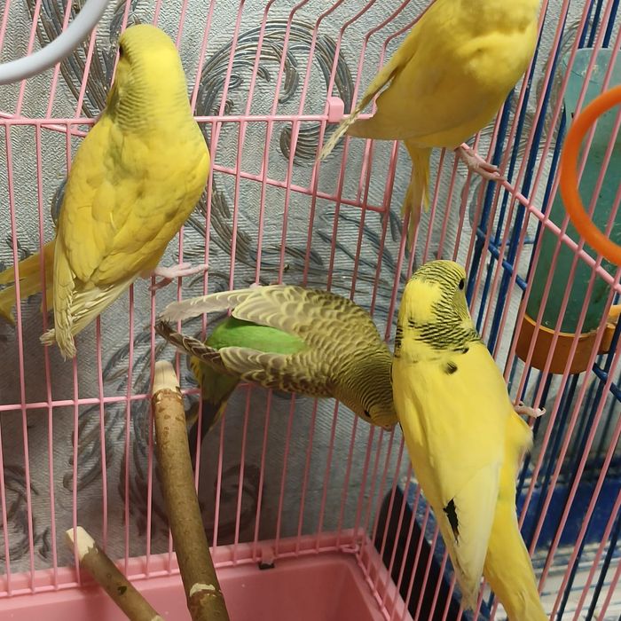 Продам волнистых попугаев