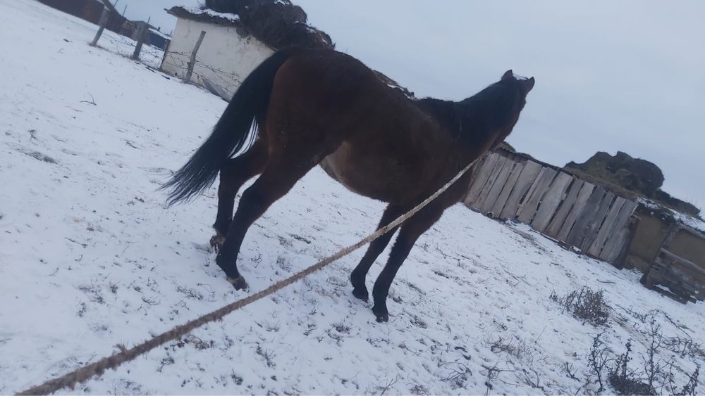 Высококровный лощадь