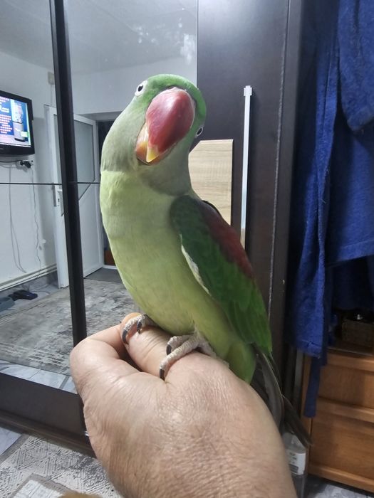 Vind papagal Marele Alexander +voliera cu accesorii