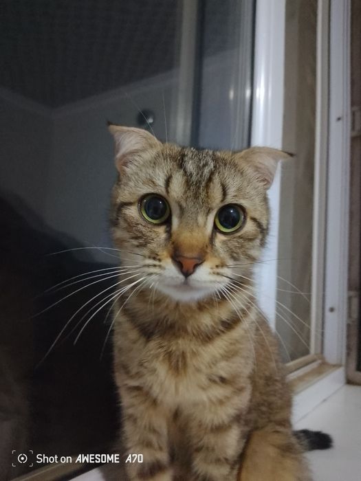 Шотландский вислоухий Кошка