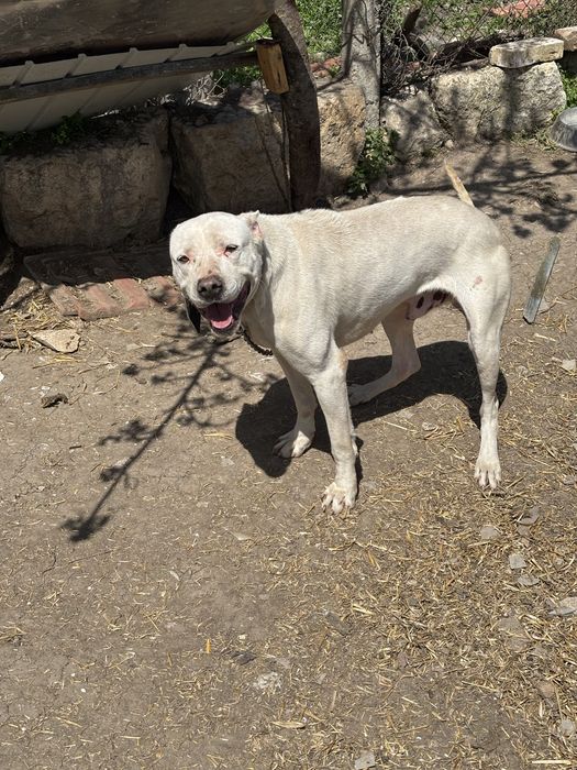 Дого Аржентино младо