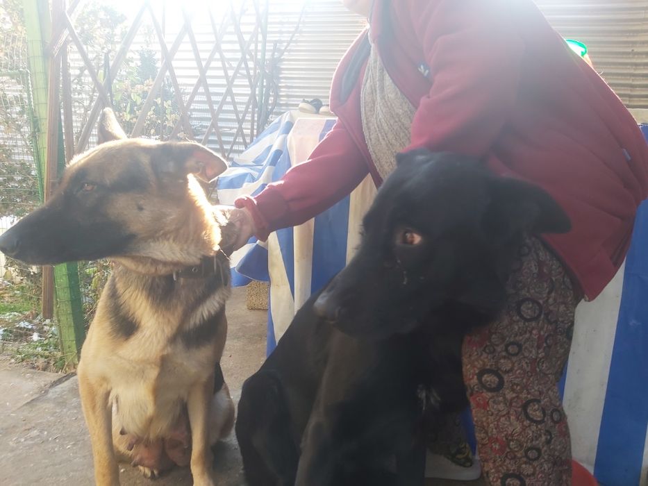 Продаются чистокровные щенки немецкой овчарки.