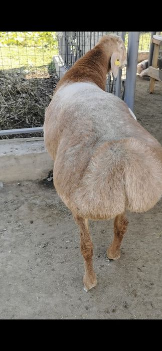 Гиссарский кошкар