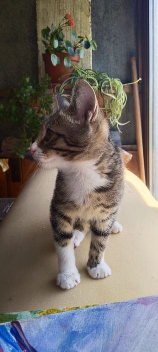 Кошечка ищет хозяина