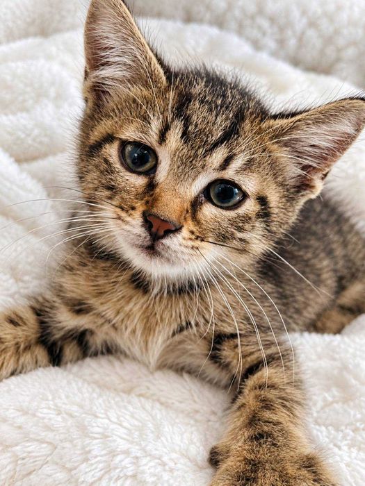 Коте Амели търси своя дом