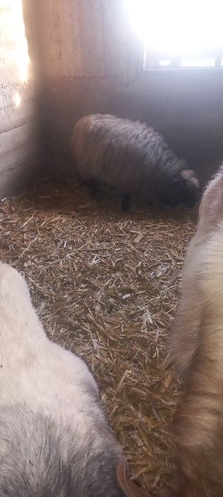 Mînz de 8 luni cuminte