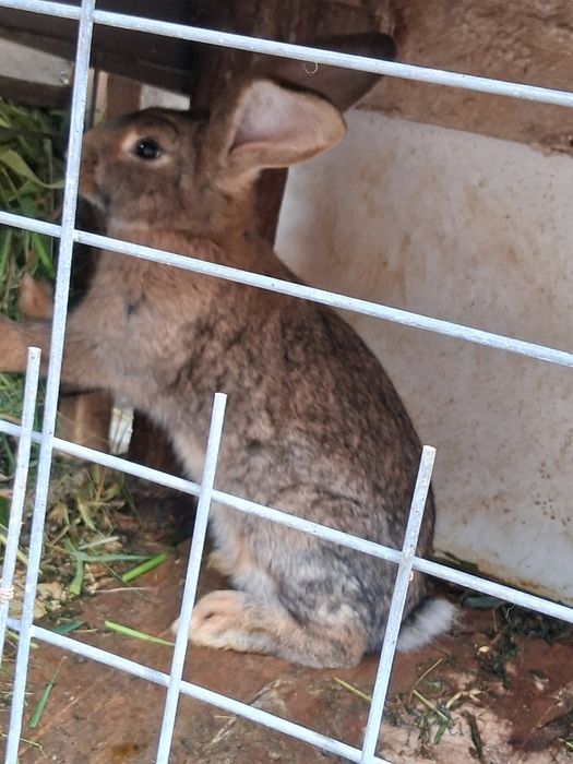 Disponibile F  urias german gestante si pui !