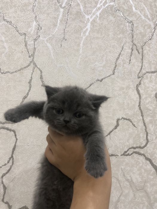 Toza Brtanskiy shorthair