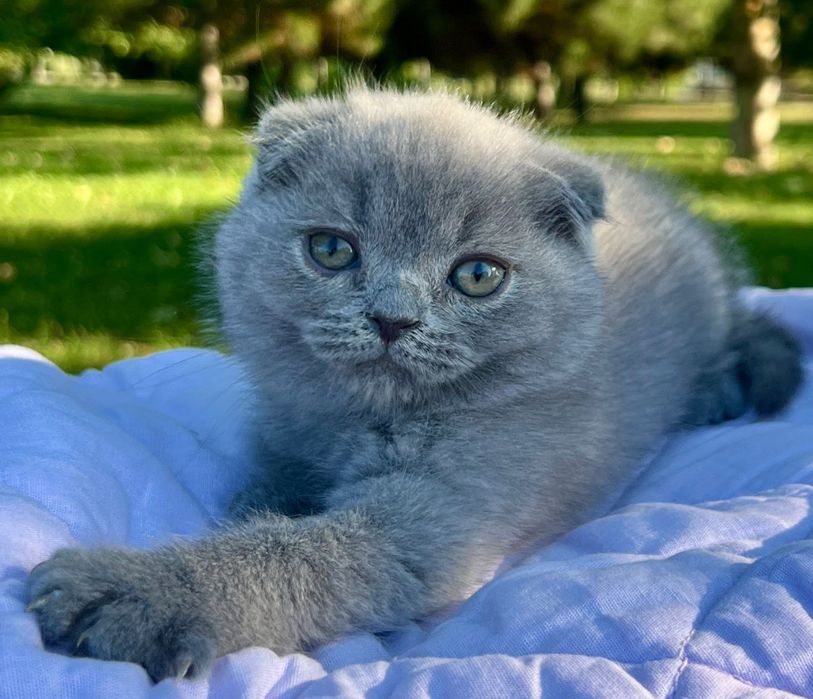 Шотландски котенца