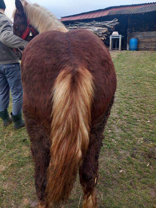 De vanzare manz de 10 luni din armasar Fitero