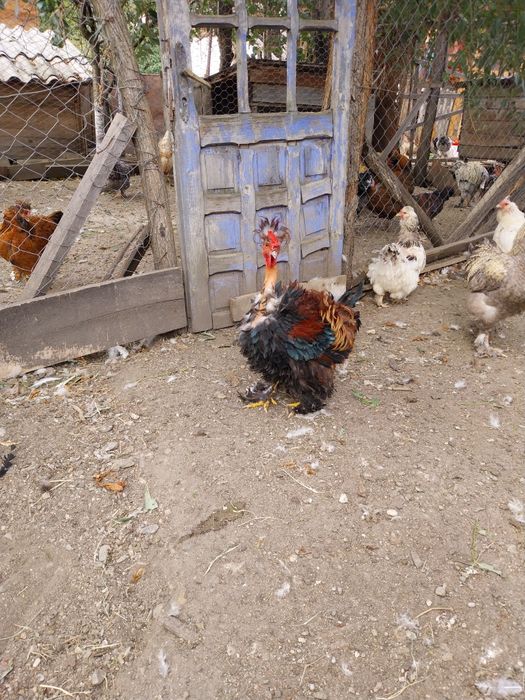 Oua pentru incubat de la gaini motate