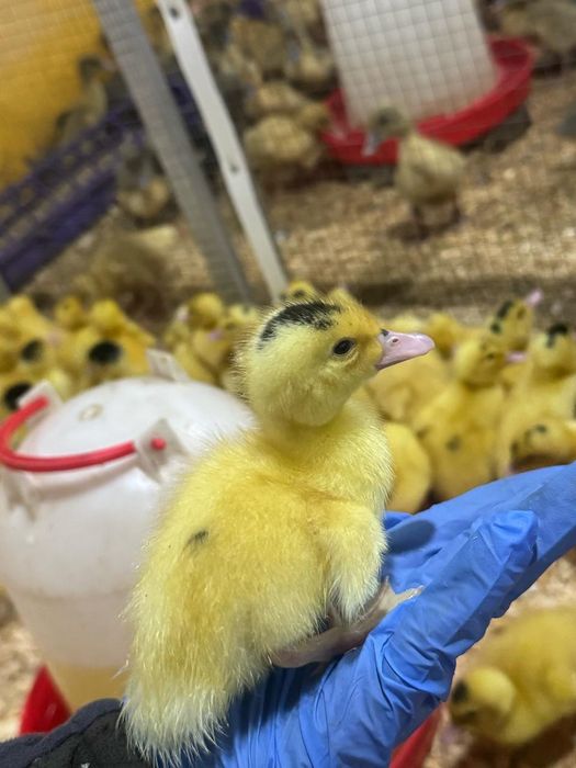 Муларды индоутки