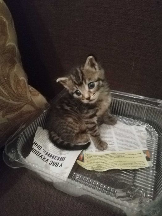 Прекрасные Котята в добрые руки