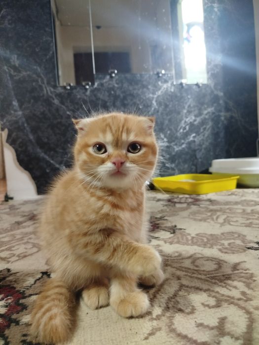 Scottish Fold sotiladi