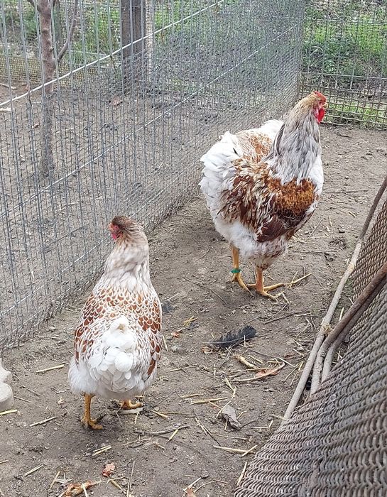 Familie Wyandotte splesh 3 gaini și 1 cocos