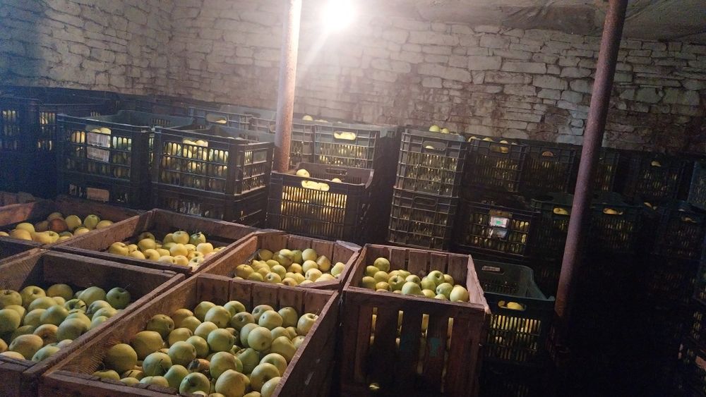 Vând mere angro și consum diferite soiuri, zona Voinesti Dambovita