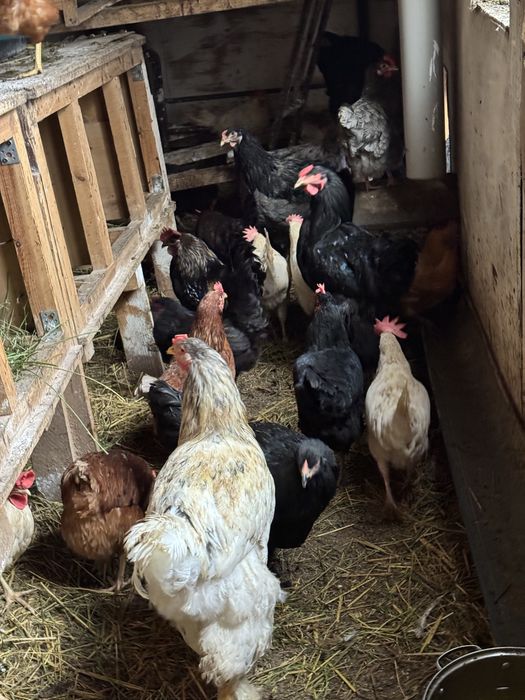 Продам петухов Брама