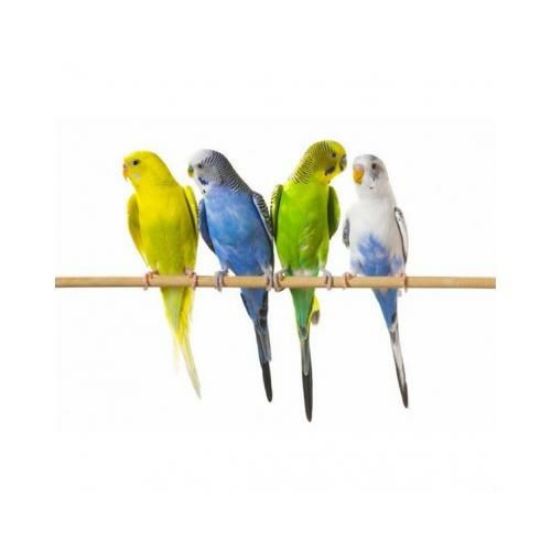 Попугаи волнистые в Шымкенте