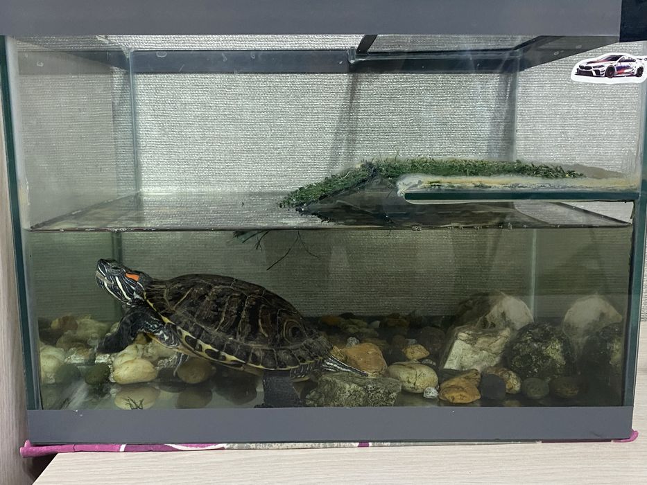 Продам черепаху вместе с аквариумам