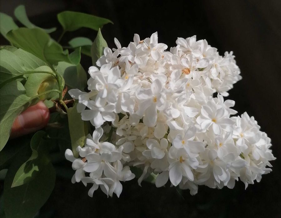 Люляк, стайна юка, трилистник, годжи бери