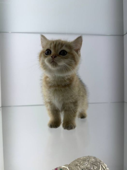 Золотая шиншилла