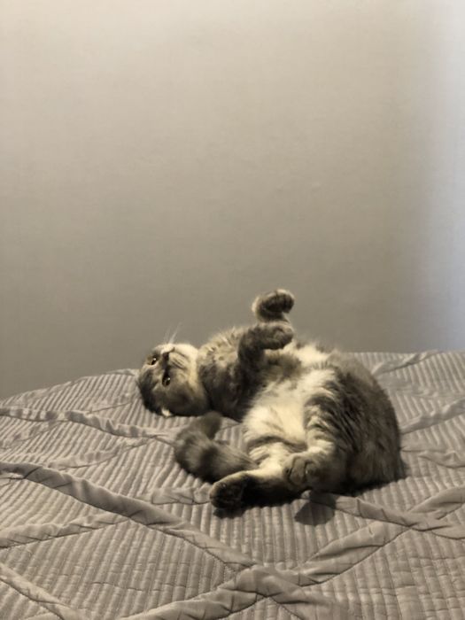Шотландский вислоухий кот