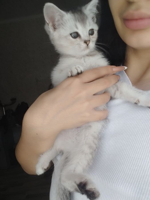 Срочно продам котят шотландской породы